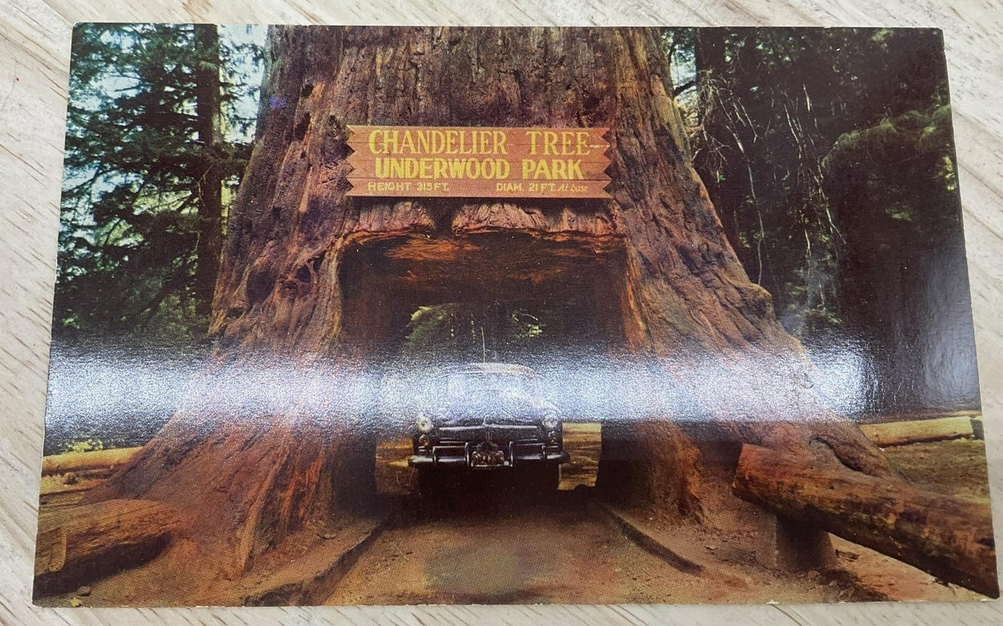 Vintage Chandelier Drive-Thru Tree Underwood Park Mike R Postcard 5.5x3.5 In