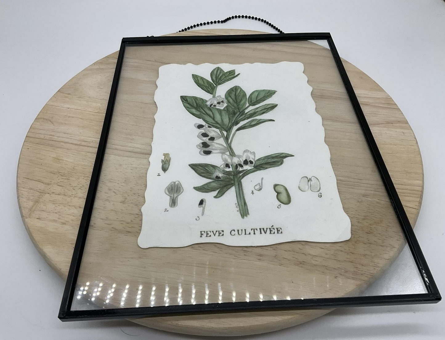 Feve Cultivee Botanical Bean Plant Art Print Framed 11x14 Green White Wall Art