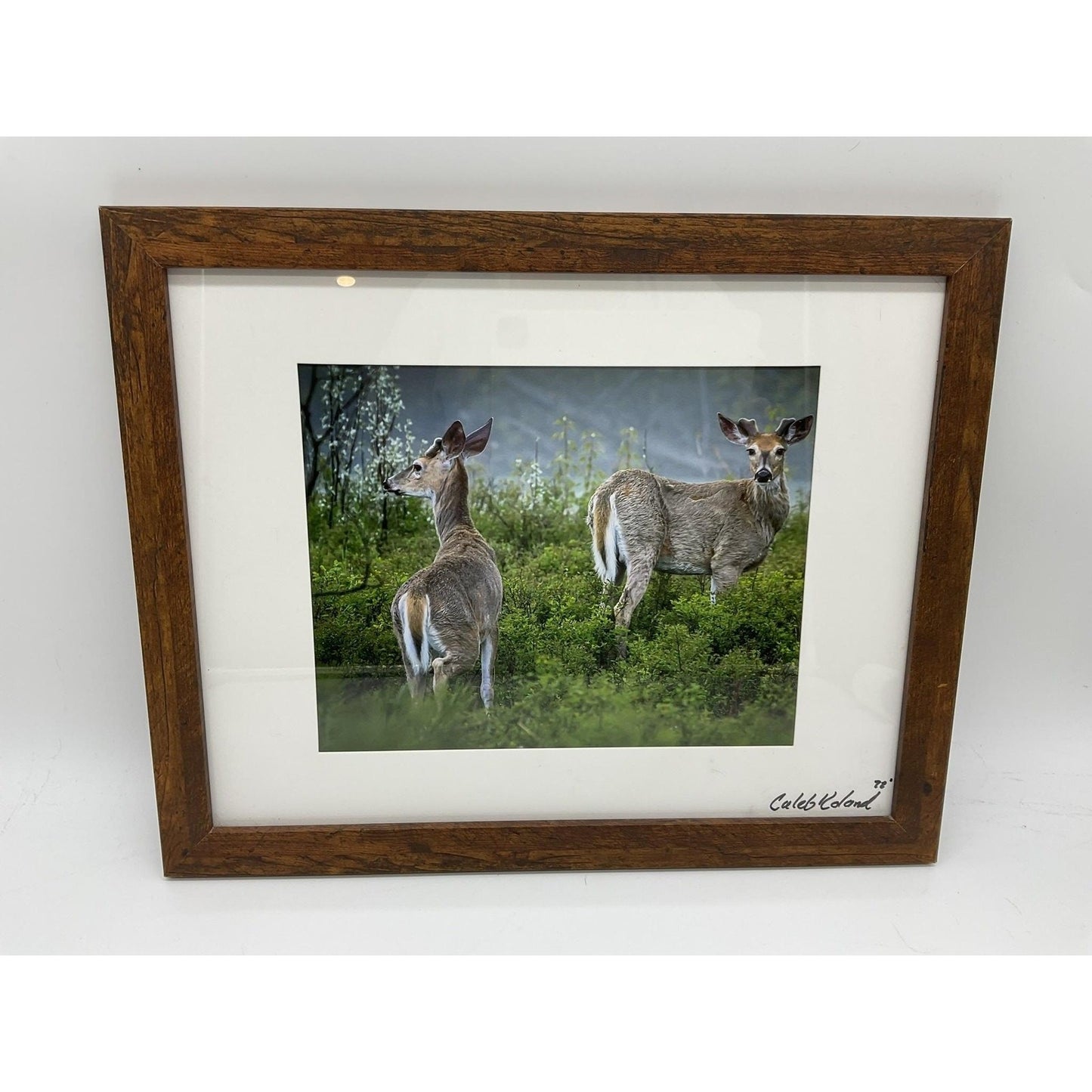 Caleb Koland Deer Wildlife Landscape Photo Print Framed Vintage Signed Wall Art