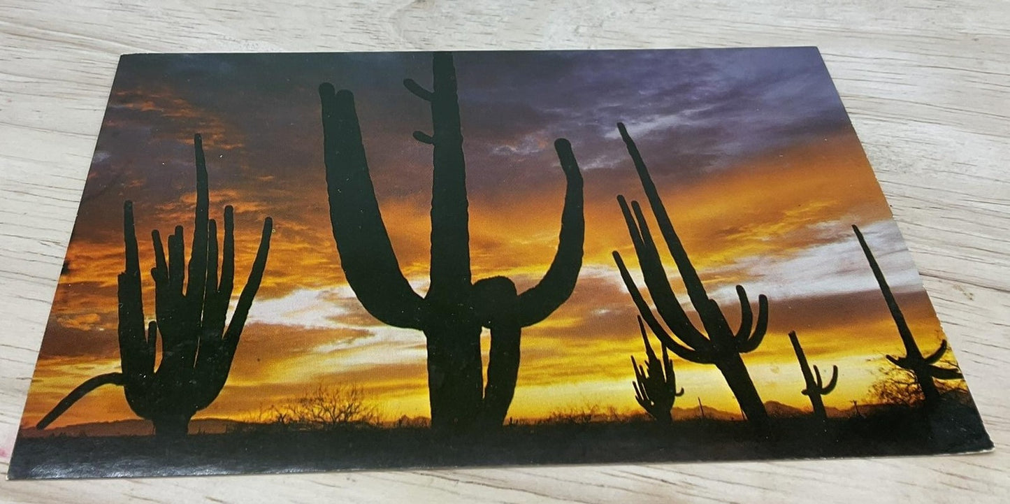 Vintage Giant Saguaros Arizona Ray Manley Petley Photochrome Postcard 5.5x3.5 In