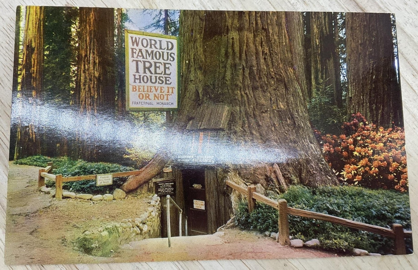 Vintage World Famous Tree House Mike Roberts Photochrome Postcard 5.5x3.5 In