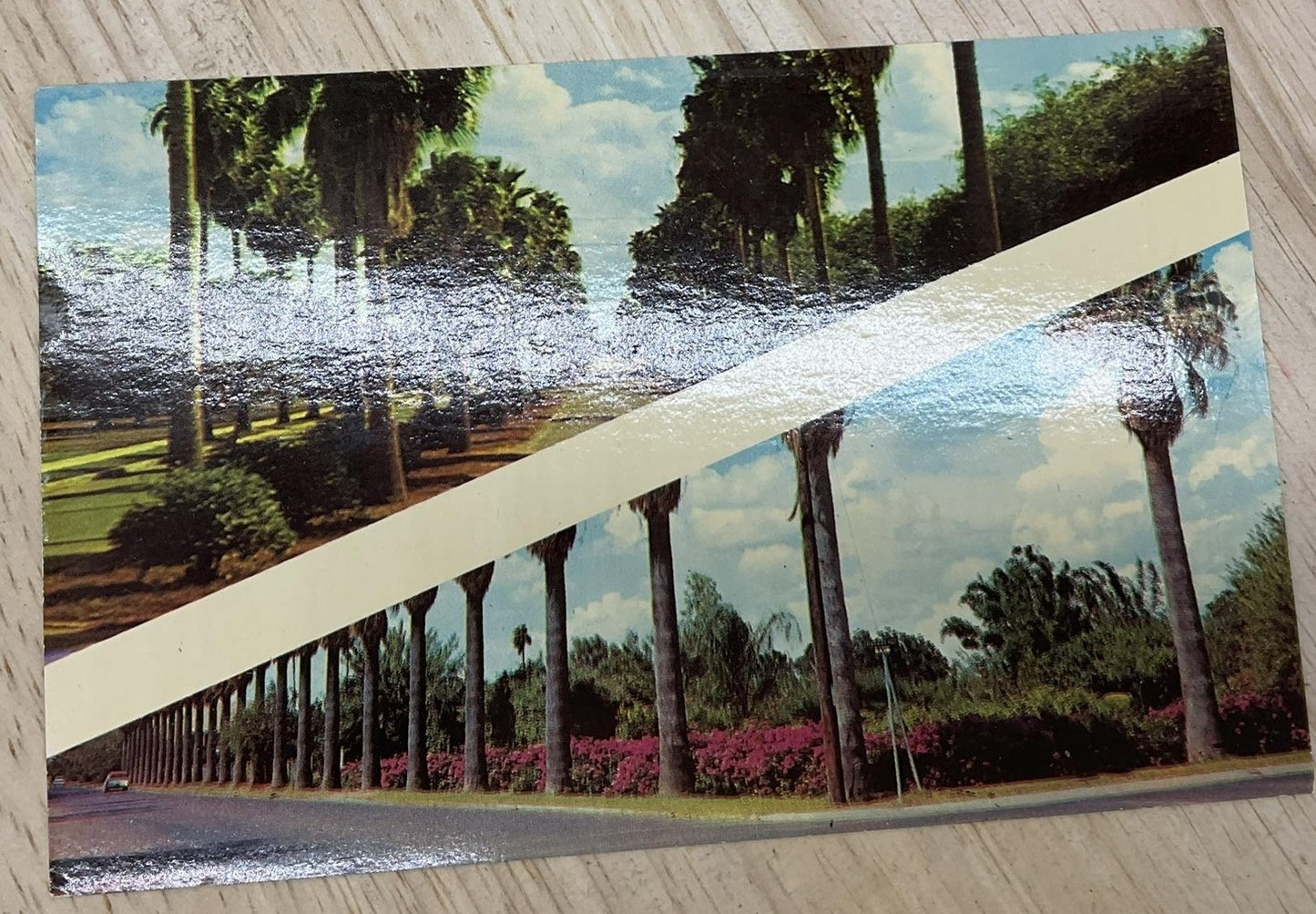 Vintage Valley Palms Rio Grande Valley Texas Photochrome Postcard 5.5 X 3.5 In
