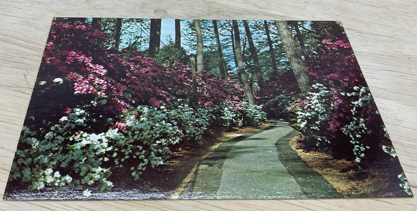 Vintage Camp Lejeune Azalea Path Helen M. Tatum Photochrome Postcard 5.5x3.5 In