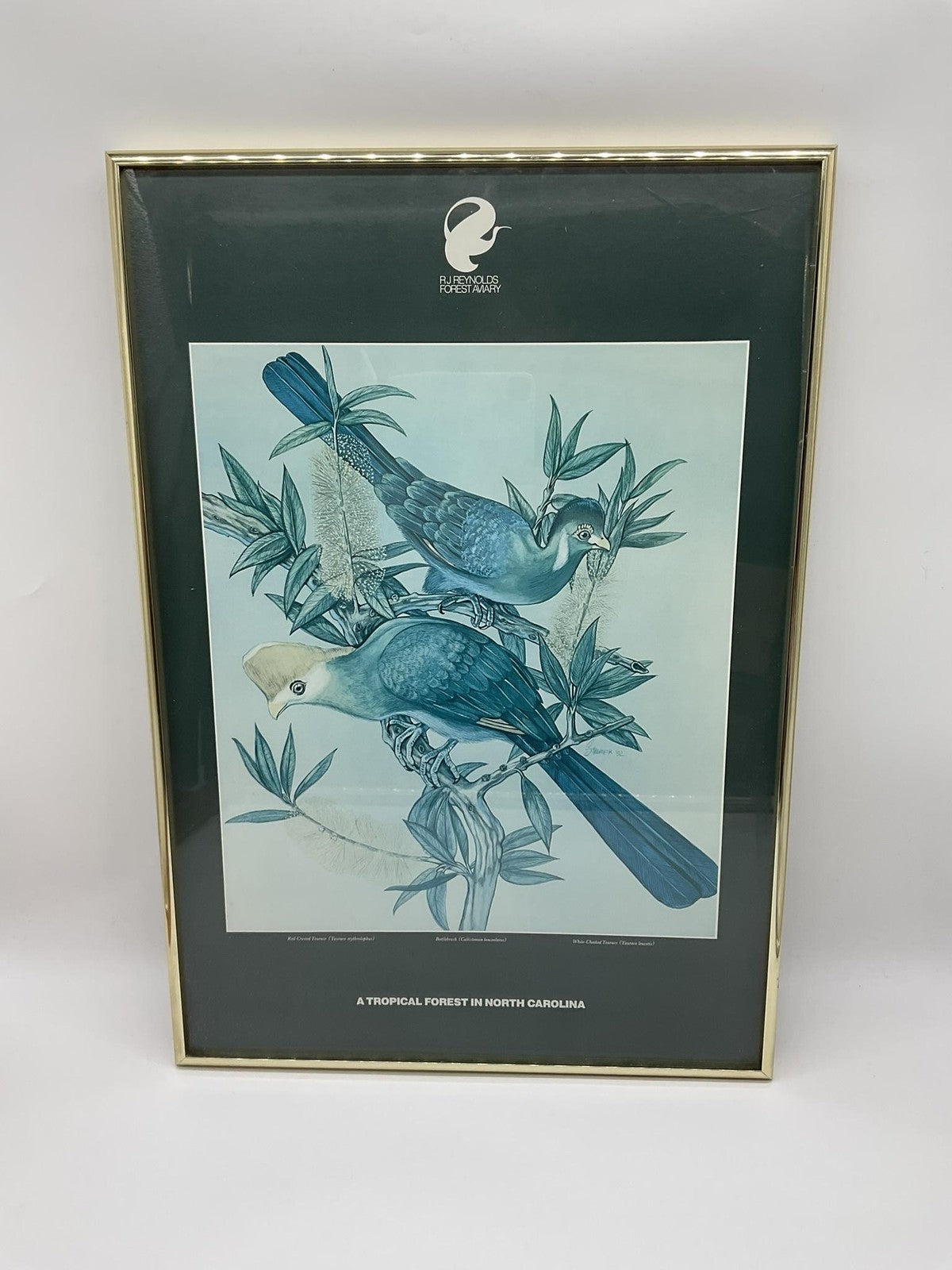 Vintage RJ Reynolds Forest Aviary Tropical Birds Framed Art Print 24x16 Wall Art
