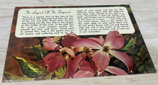 Vintage The Legend Of The Dogwood Dexter Press Photochrome Color Postcard 6x4 In
