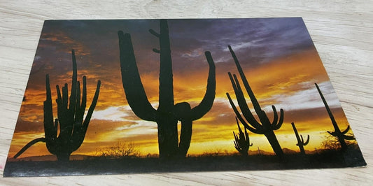 Vintage Giant Saguaros Arizona Ray Manley Petley Photochrome Postcard 5.5x3.5 In