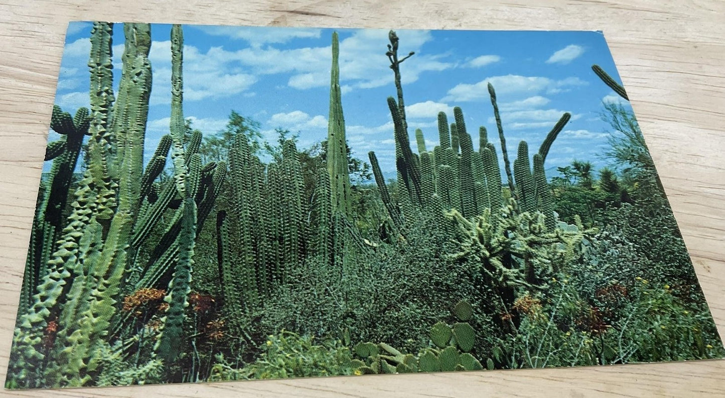 Vintage Desert Botanical Garden Tempe Arizona Petley RPPC Postcard 5.5x3.5 In