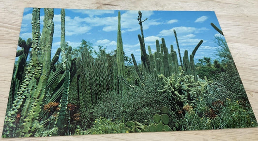 Vintage Desert Botanical Garden Tempe Arizona Petley RPPC Postcard 5.5x3.5 In