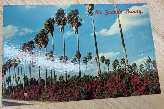 Vintage Palms & Bougainvillea Corpus Christi TX Photochrome Postcard 5.5x3.5 In