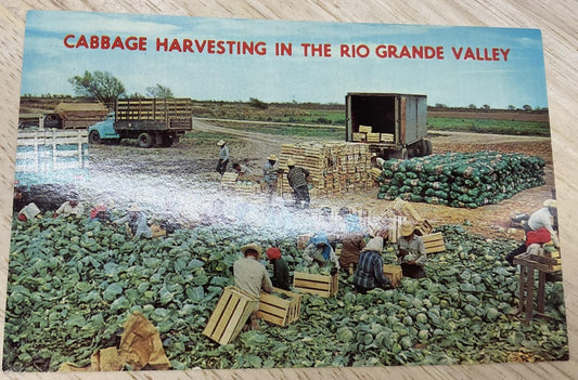 Vintage Cabbage Harvesting Rio Grande Valley Texas Color Postcard 5.5x3.5 In
