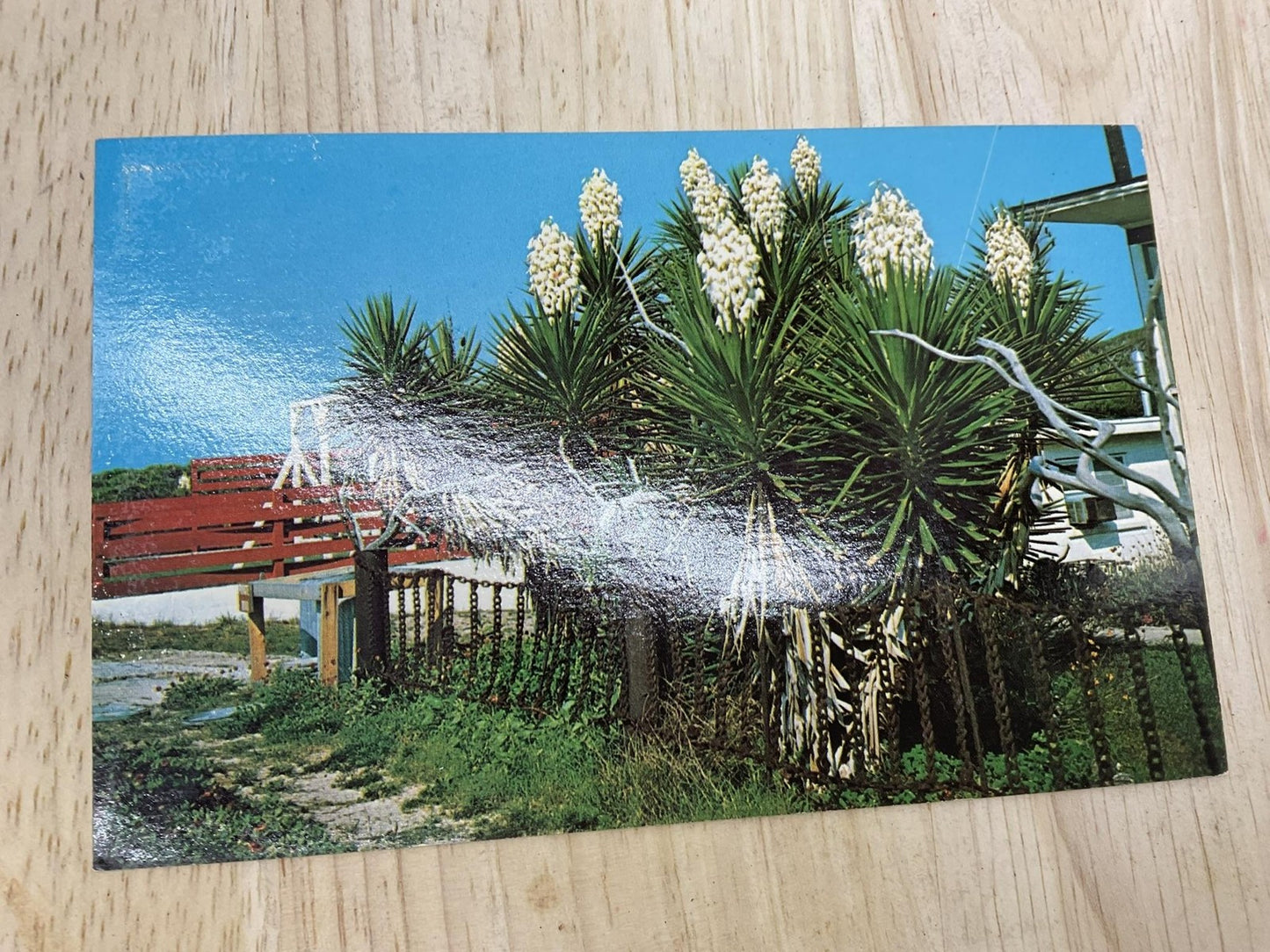 Vintage Yucca Topsail Island NC Postcard Helen M Tatum Unposted 5.5x3.5