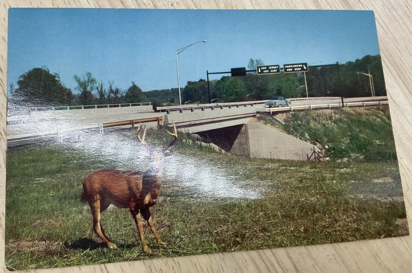 Vintage Pennsylvania Turnpike Deer Crossing Fort Washington Postcard 5.5x3.5 In