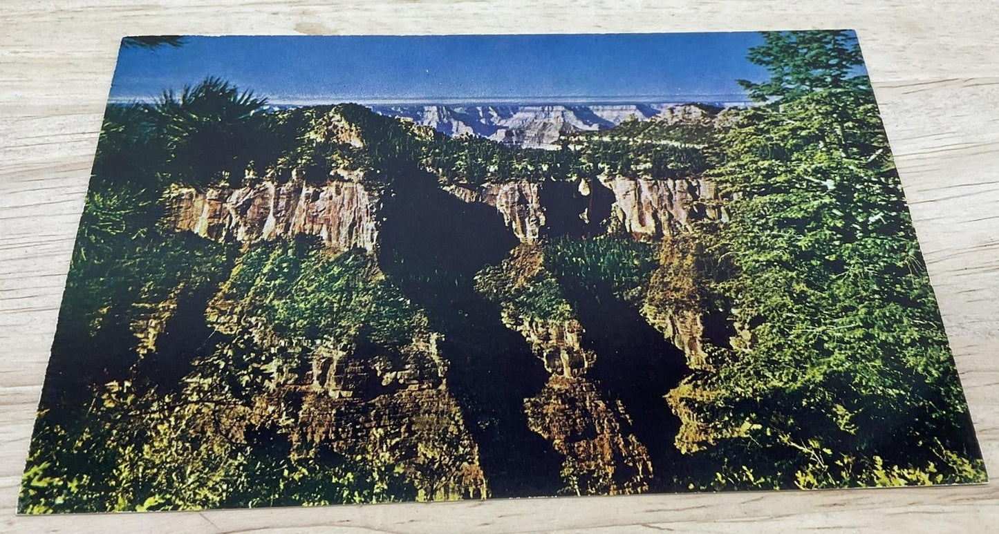 Vintage Grand Canyon National Park Mike Roberts Photochrome Postcard 5.5x3.5 In