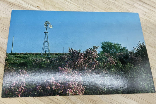 Vintage Walcott & Sons SAGEBRUSH IN TEXAS Linen Postcard Color Standard 5.5x3.5