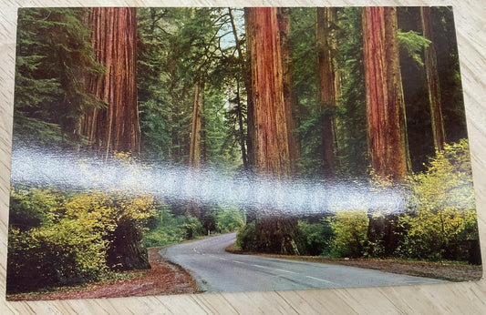 Vintage Autumn Colors Giant Redwood Forests Mike Roberts Postcard 5.5x3.5 In