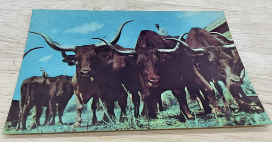 Vintage Vanishing Texas Longhorns Western Fotocolor Color Postcard 5.5x3.5 In