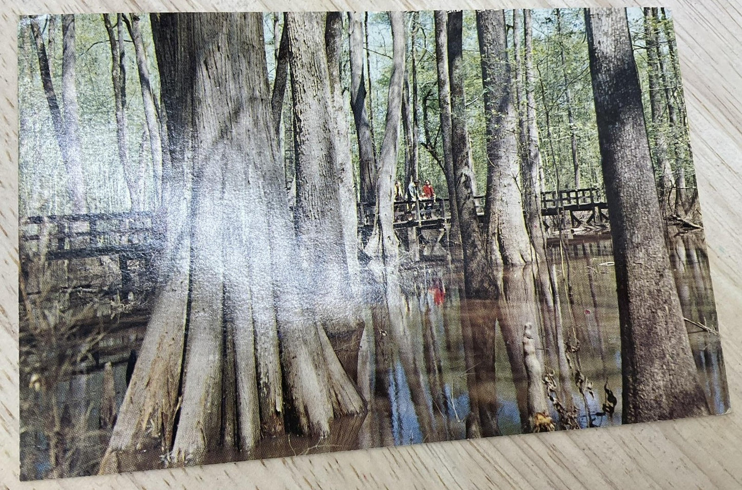 Vintage Natchez Trace Parkway Cypress Swamp Deep South Postcard 5.5x3.5 In