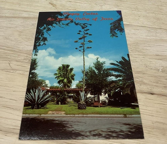 Vintage Maguey Cactus Rio Grande Dexter Press Color Postcard 5.5x3.5 In
